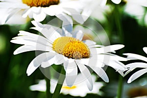 A closeup of a white daisy in a field of daisies on a sunny day.