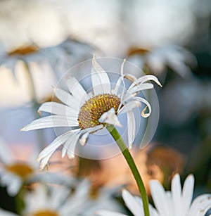 Closeup of white daisy in field of flowers outside during autumn. Zoomed in on deteriorating flower plant in the