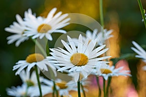 Closeup of white daisy flowers in a field outside during summer day. Zoomed in on blossoming plant growing in the garden
