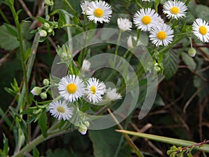 Closeup of white daisy flowers in green grass
