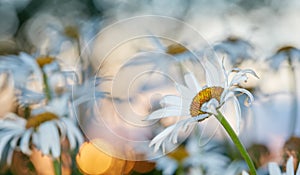 Closeup of a white daisy isolated against a bokeh background with copyspace in a field of daisies at sunset in a Norway