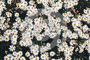 Closeup of white daisy-like flowers of fall heartleaf aster, Aster cordifolius in the garden. Autumn plant, floral photo