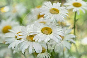 Closeup of white Daisy Marguerite flowers