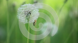 Closeup of White Dandelion Gone to Seed Swaying in the Breeze