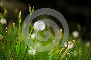 Closeup of White dandelions in spring on the ground with green field background.