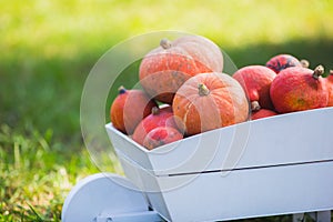 Closeup white decorative wooden cart full of orange pumpkins in the backyard surrounded by green nature in the garden