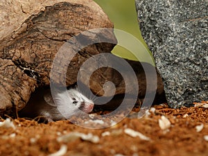 Closeup white decorative young mouse looking out from hole at sunny day