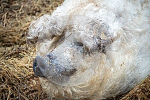 Closeup of a white dirty Mangalitsa in a wild park of Bad Mergentheim, Germany