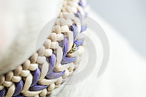 Closeup of white dog with beautiful colorful leash waiting to go for a walk