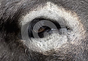 Closeup of a White Donkey Eye.