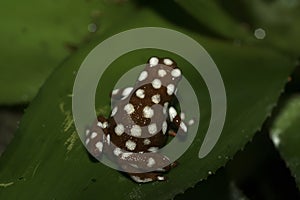 Closeup on a white dotted and endangered Peruvian Maranon Poison Frog, Excidobates mysteriosus photo