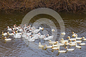 white duck crowd swim in a river
