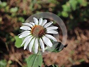 Closeup of white Echinacea purpurea Alba. Crop of herbs in summer sunny day on meadow. Medicinal plants .