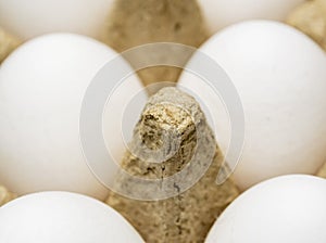 Closeup of white eggs in cardboard package