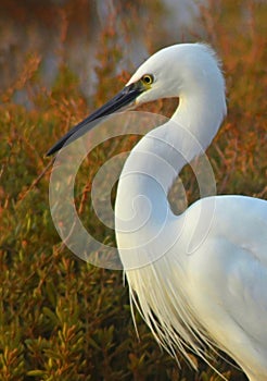 Closeup of white egret profile