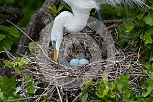 Closeup of a White Egret tending the blue eggs in its nest