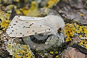 Closeup on a white ermine moth, Spilosoma lubricipeda sitting on a piece of wood