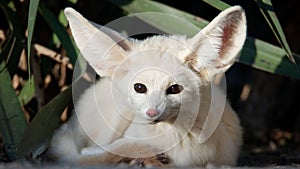 Closeup of a White Fennech sitting in green plants photo