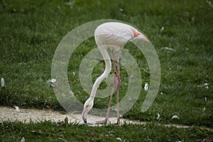 Closeup of a white flamingo in a field in the Marwell Zoo, England