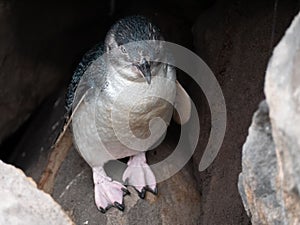 Closeup of White-flippered penguin between rocks