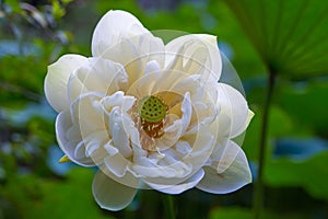 Closeup of a white flower