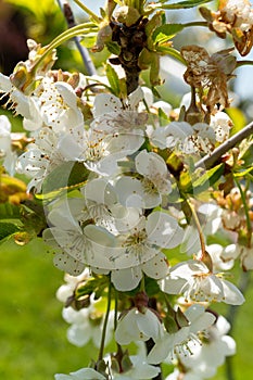 Closeup of white flower blossoms on a tree branch