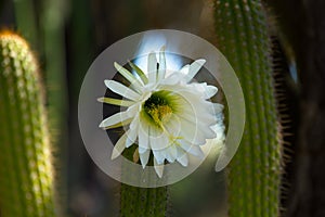 Closeup of a white flower growing from a cactus. The Huntington Library.