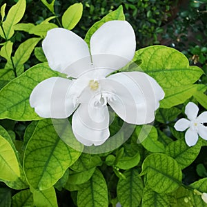 Closeup of white flower, jusmine