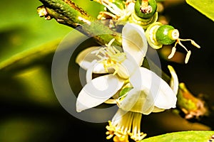 Closeup of white Flower lemon ,Lime blossom on tree