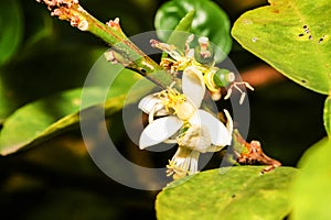 Closeup of white Flower lemon ,Lime blossom on tree