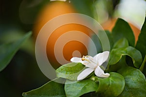 Closeup of white Flower lemon ,Lime blossom on tree
