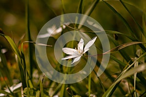 Closeup of a white flower (Ornithogalum umbellatum) in green grass