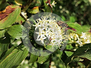 Closeup white flower and a western honey bee flying above it