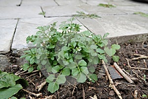 Closeup on the white flowering hairy bittercress, Cardamine hirsuta