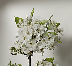 Closeup of the white flowers of a Bradford pear, Pyrus calleryana, photo