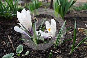 Closeup of white flowers of Crocus vernus photo