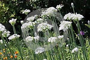 Closeup of white flowers of the garlic chives Allium tuberosum . Medicinal plants, herbs in the organic garden . Blurred