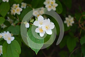 Closeup of white flowers of mock orange in June