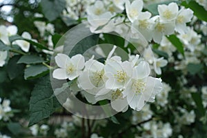 Closeup of white flowers of mock orange in May