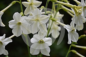 A closeup of  white flowers of nicotiana alata, sweet tobacco