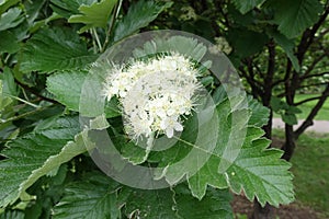 Closeup of white flowers of Sorbus aria iin May