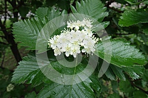 Closeup of white flowers of Sorbus aria in May