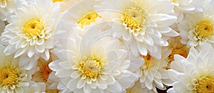 Closeup of white flowers with yellow centers in macro photography