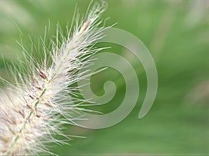 Closeup white fountain grass feathertop in garden with blurred background ,sweet color ,soft focus  in garden