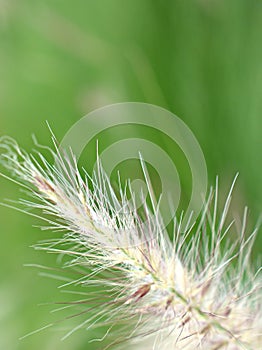 Closeup white fountain grass feathertop in garden with blurred background ,sweet color ,soft focus  in garden