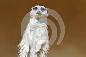 Closeup of a white furred Meerkat on a blurred background