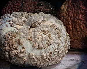 Closeup on white Galeux D`Eysines squash with peannut warts