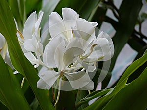 Closeup of a white ginger lily flower