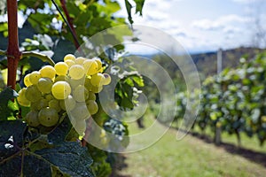 Closeup of white grapes in vineyard at Klenice, Croatia, county Hrvatsko Zagorje, seasonal agriculture background, wallpaper