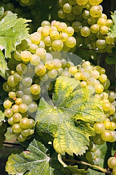 Closeup of white grapes in vineyard at Klenice, Croatia, county Hrvatsko Zagorje, seasonal agriculture background, wallpaper